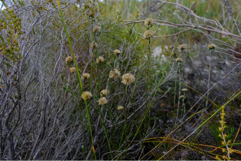Stoebe gomphrenoides 14837