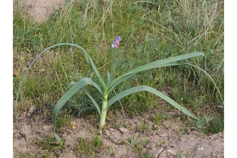 Allium turkestanicum -14839