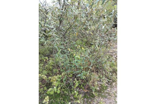 Wilgenbladige morisonia