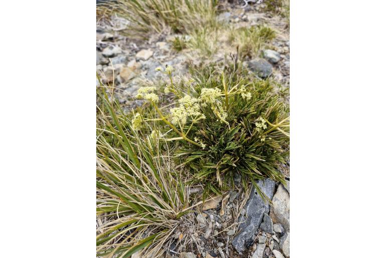 Aciphylla monroi&nbsp;14850