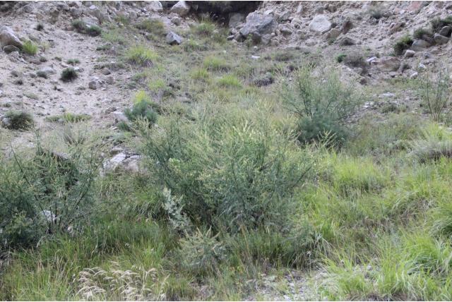 Galega-vormige astragalus