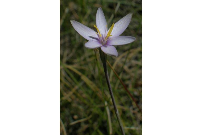 Hesperantha helmei&nbsp;14860
