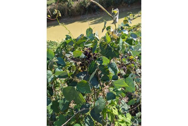 Schutblad mucuna