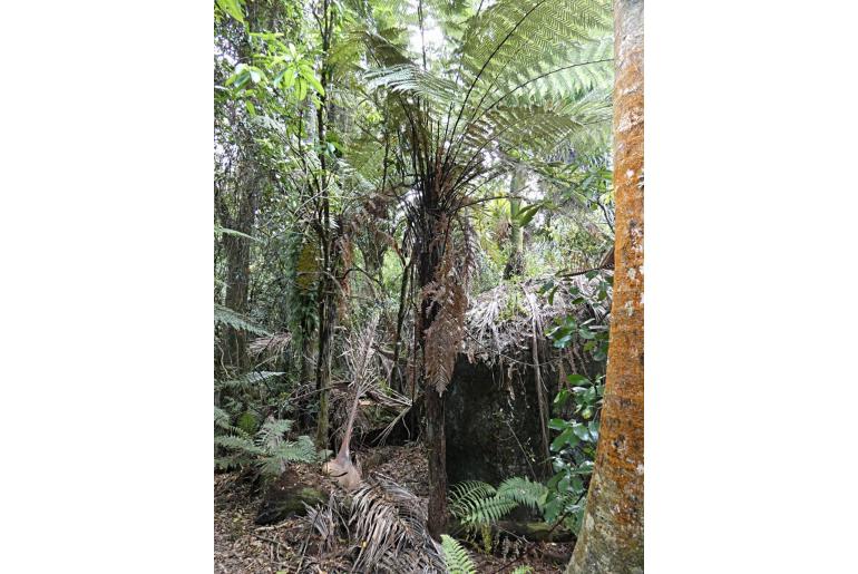 Dicksonia squarrosa -14876