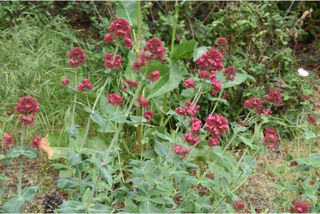 Sibthorp's spoorbloem Sibthorp's spoorbloem