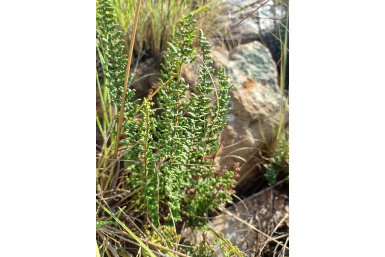Hemionitis hirta -14886