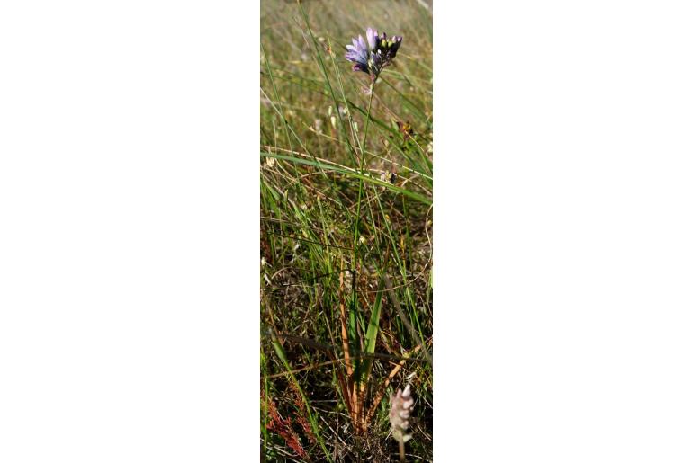 Ixia longistylis 14889