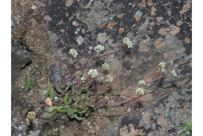 Crassula pubescens ssp pubescens 14893