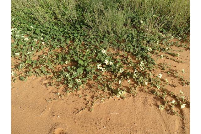 Senegal moerashibiscus