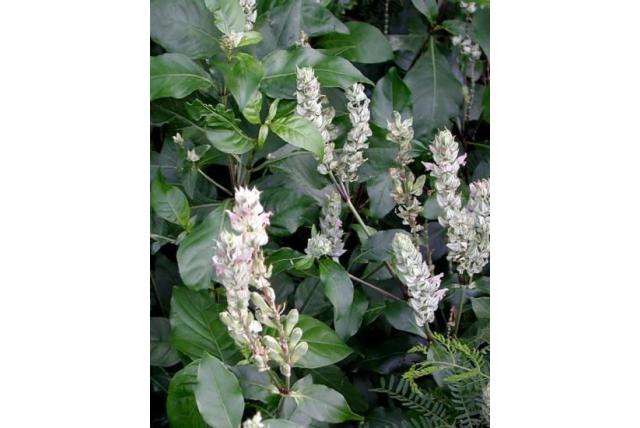 Witte garnalenplant