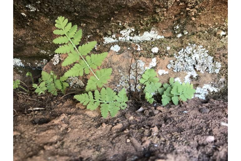 Woodsia plummerae -14907