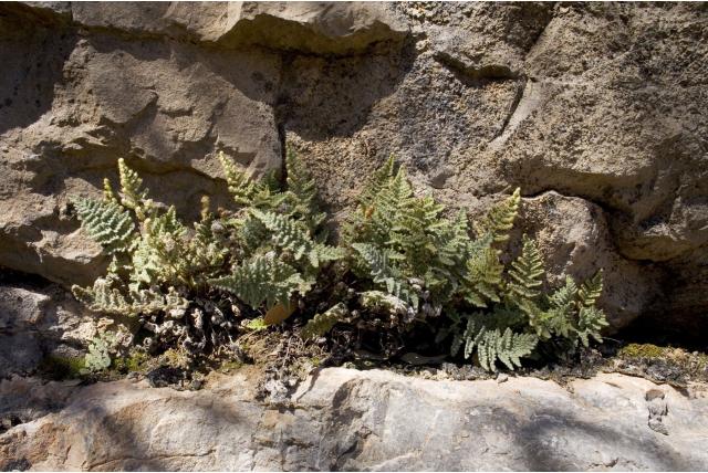 Windham's myriopteris