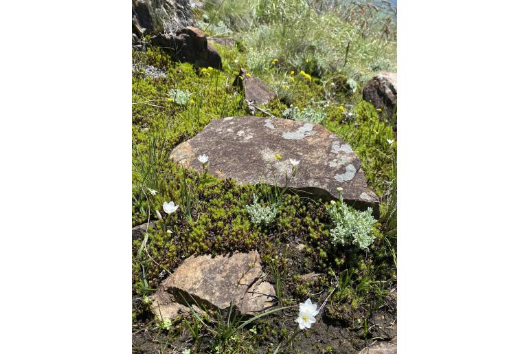 Hesperantha hygrophila&nbsp;14910