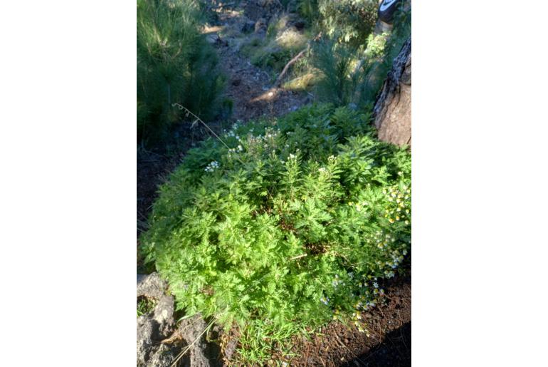 Argyranthemum adauctum ssp adauctum -14917