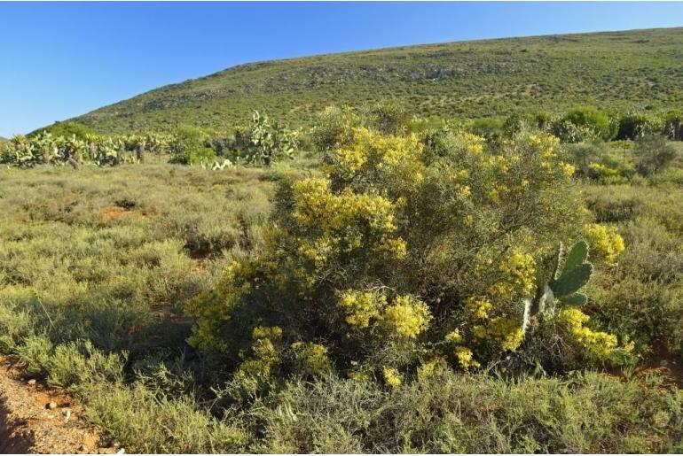 Calobota pungens&nbsp;14917