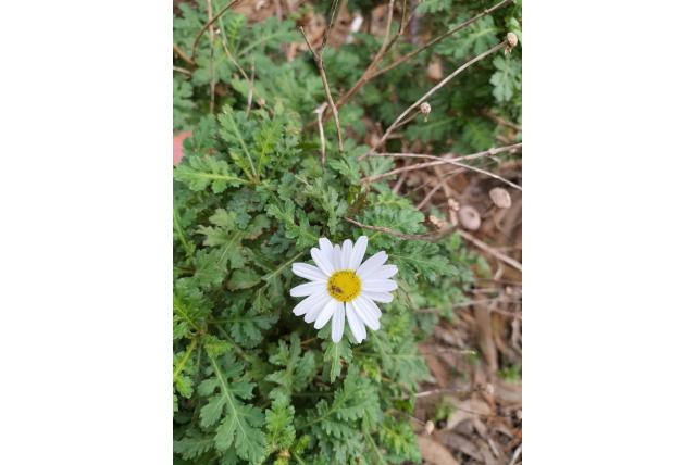 Broussonet's margriet