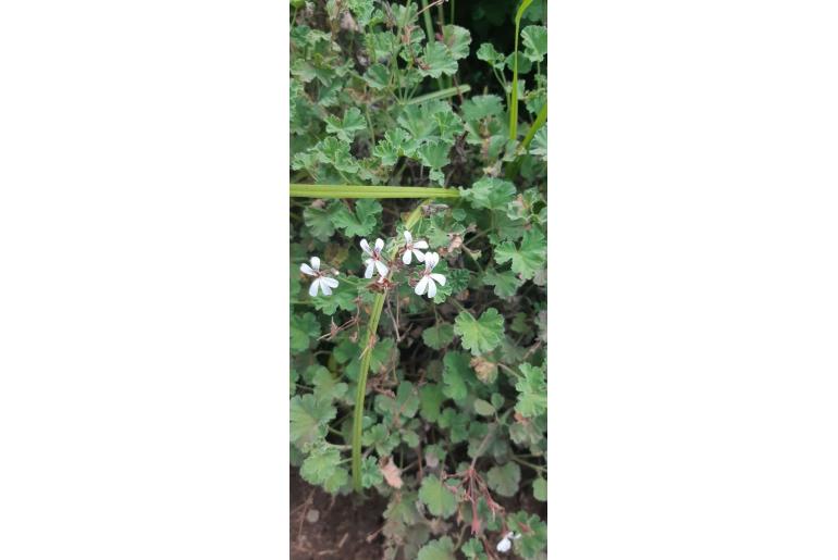 Pelargonium x fragrans -14921