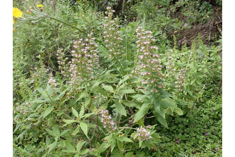 Echium strictum -14929