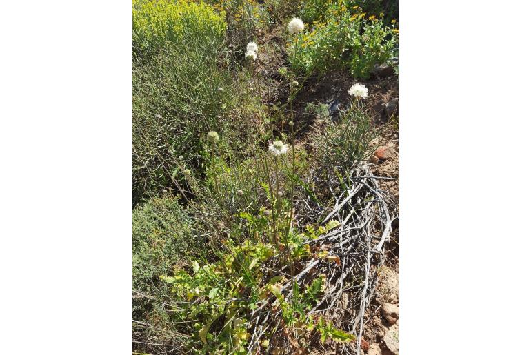 Cephalaria decurrens&nbsp;14933