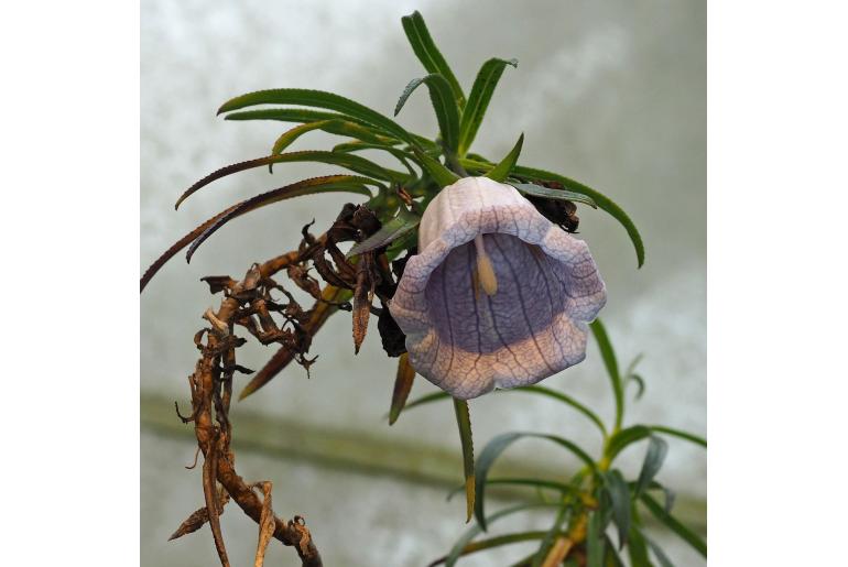 Nesocodon mauritianus 14935