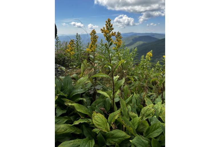 Solidago glomerata 14948