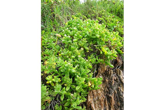 Rotsbewonende ijsbloem