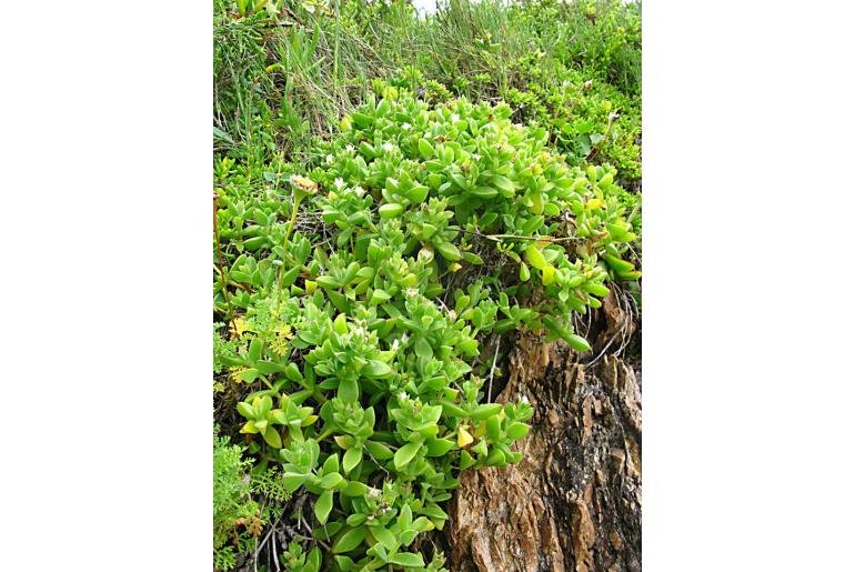 Delosperma saxicola&nbsp;14949