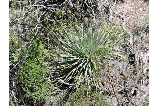 Sereke sotol
