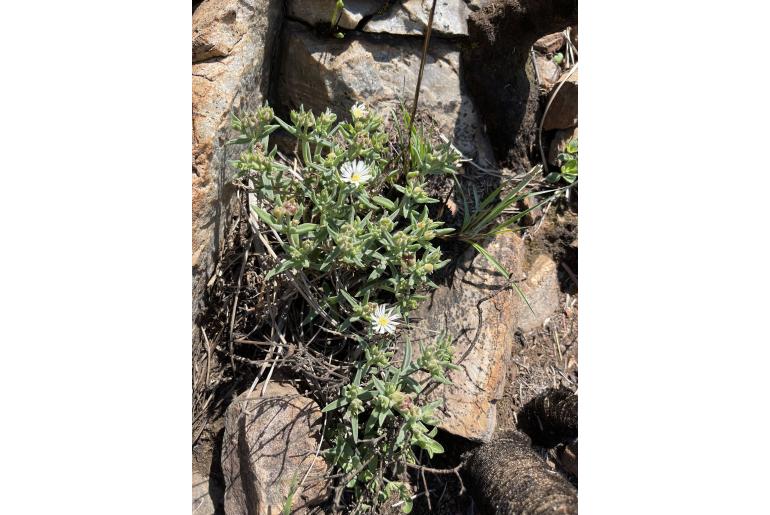 Delosperma gautengense&nbsp;14960