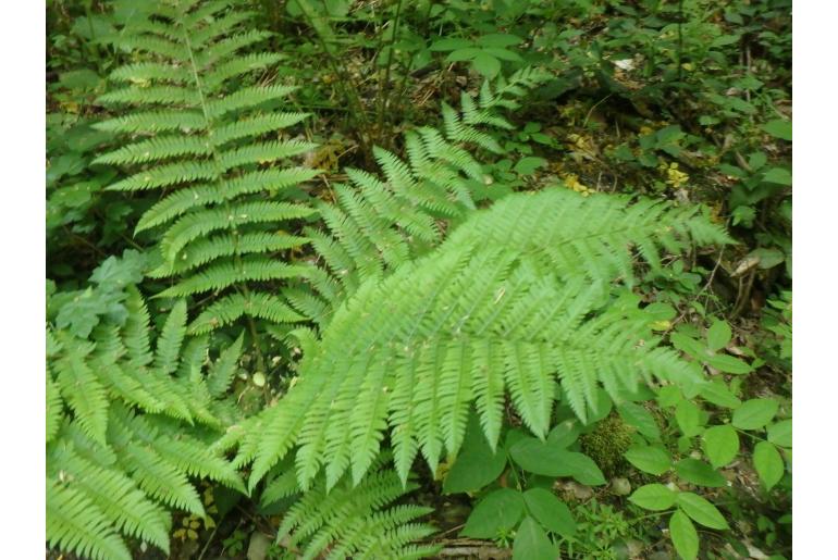 Dryopteris caucasica -14961
