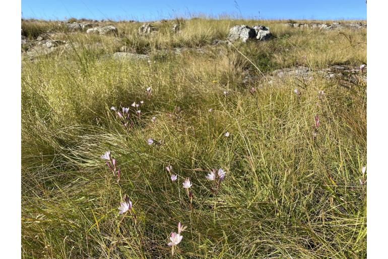 Hesperantha inconspicua&nbsp;14963