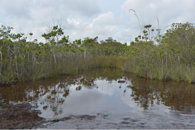 Dik bladige myodocarpus