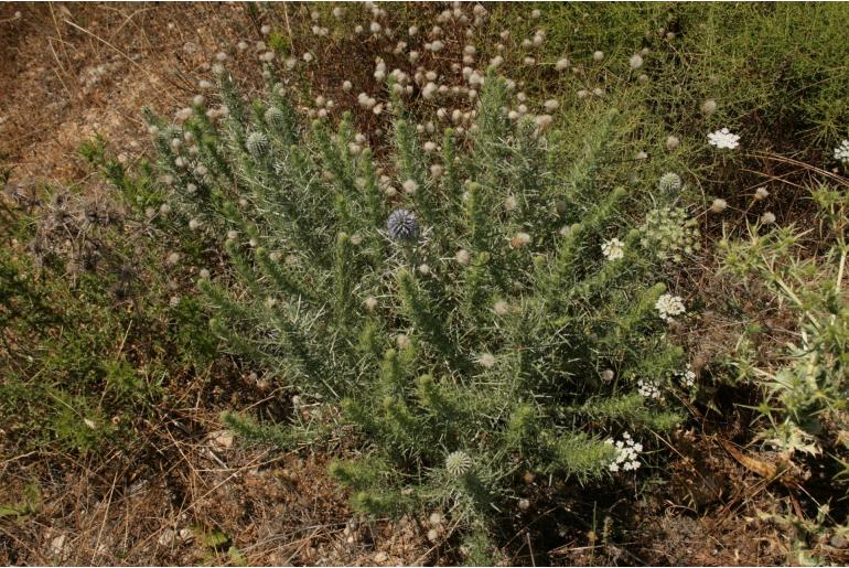 Echinops graecus&nbsp;14972