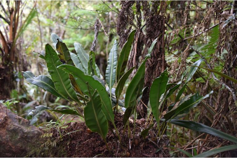 Elaphoglossum macropodium -14973