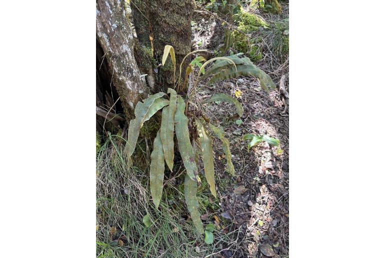 Elaphoglossum paleaceum -14974
