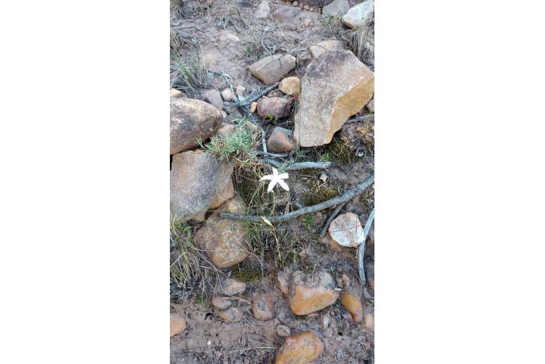 Dianthus caespitosus ssp pectinatus&nbsp;14981