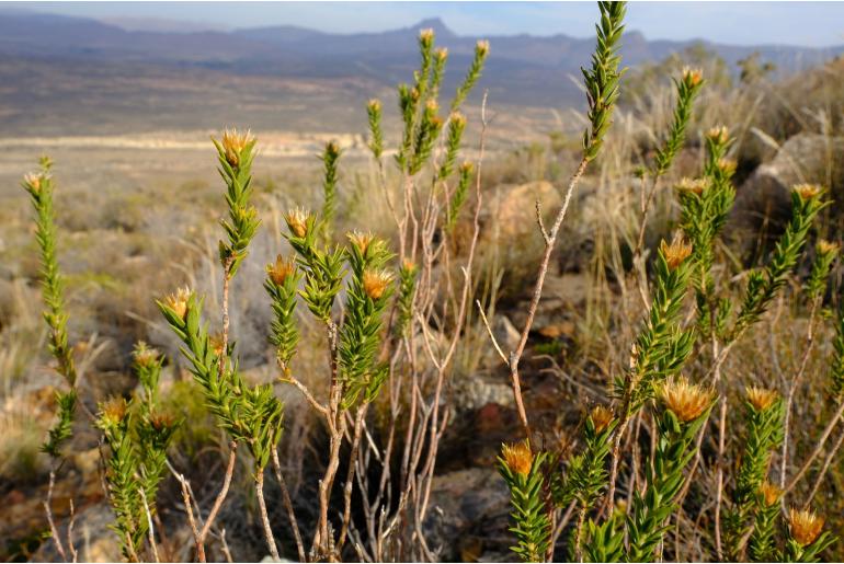 Oedera speciosa 14985