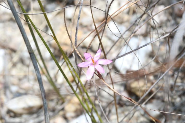 Hesperantha kiaratayloriae&nbsp;14987
