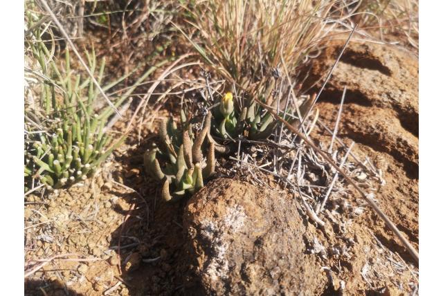 Hereroa van Glen Hereroa van Glen