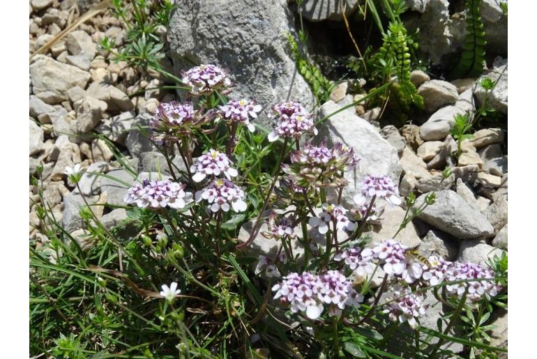 Iberis carnosa 14990