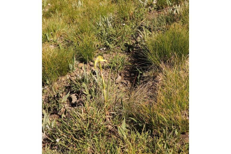Moraea robusta -14993