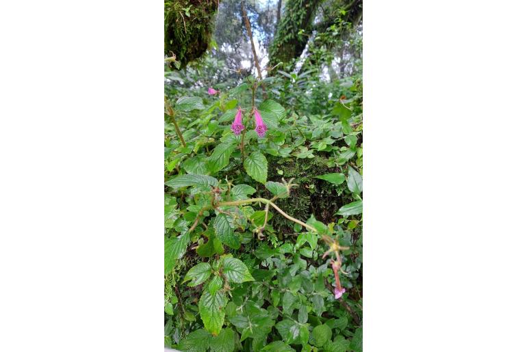 Seemannia gymnostoma&nbsp;14996