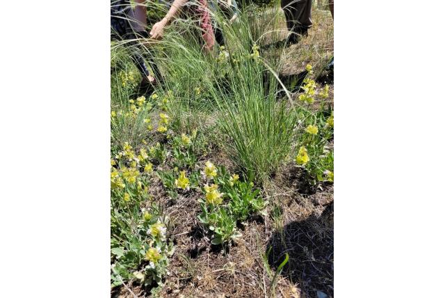 Salie met verborgen bloem