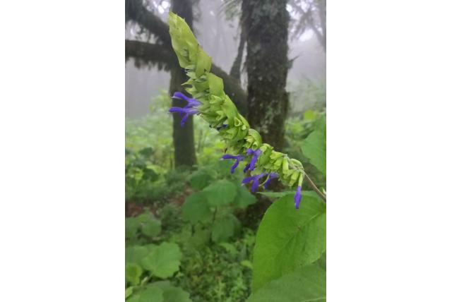 Donkerblauwe salie
