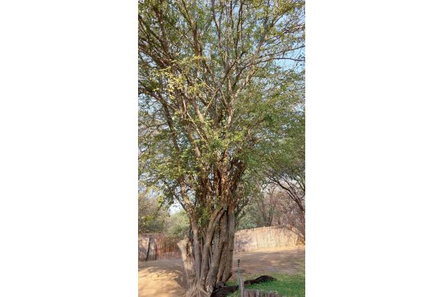Heldere pterocarpus