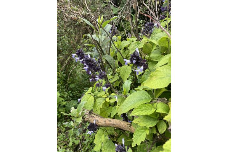 Salvia cyanicalyx -15010