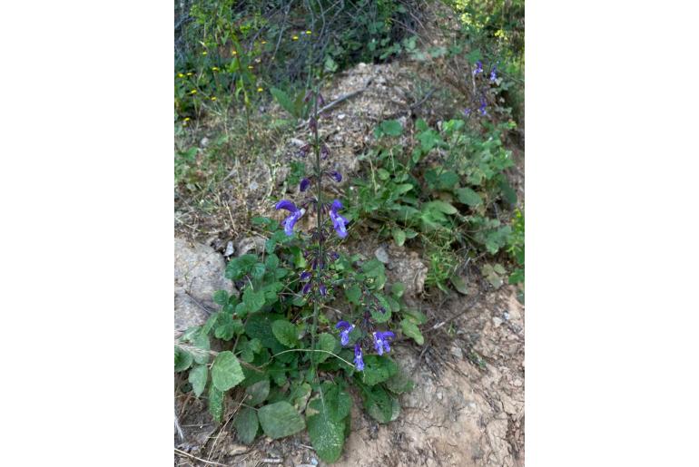 Salvia forskaehlei -15012