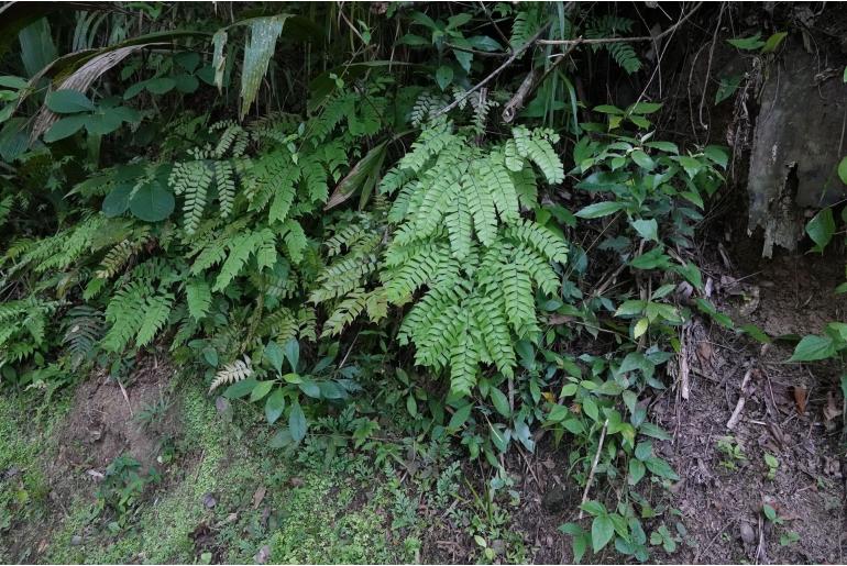 Adiantum trapeziforme Adiantum trapeziforme -15015