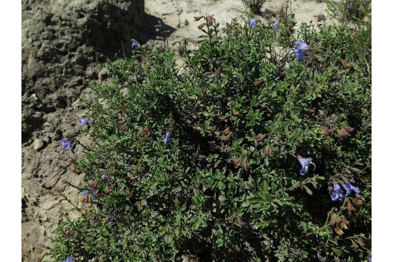 Salvia muirii -15016