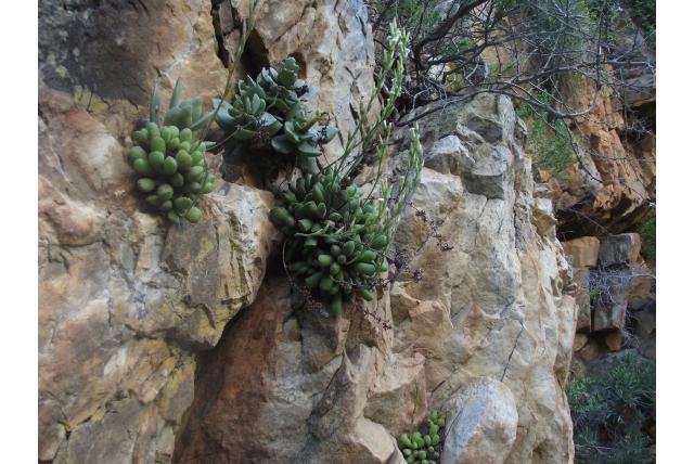 Schonland's kreuk bladplant